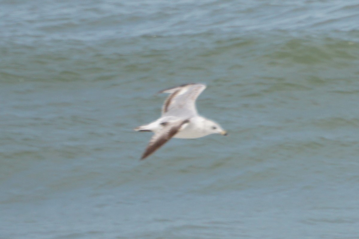 Делавэрская чайка - ML172216491