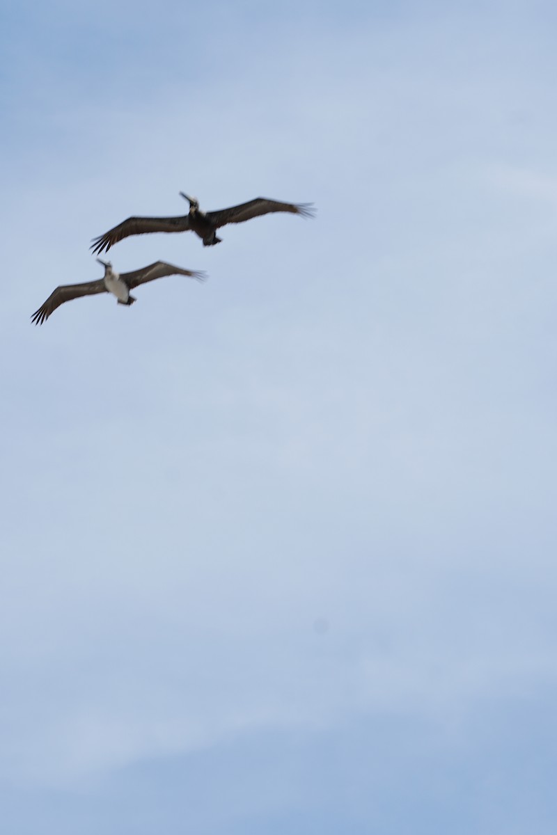 Brown Pelican - ML172216981