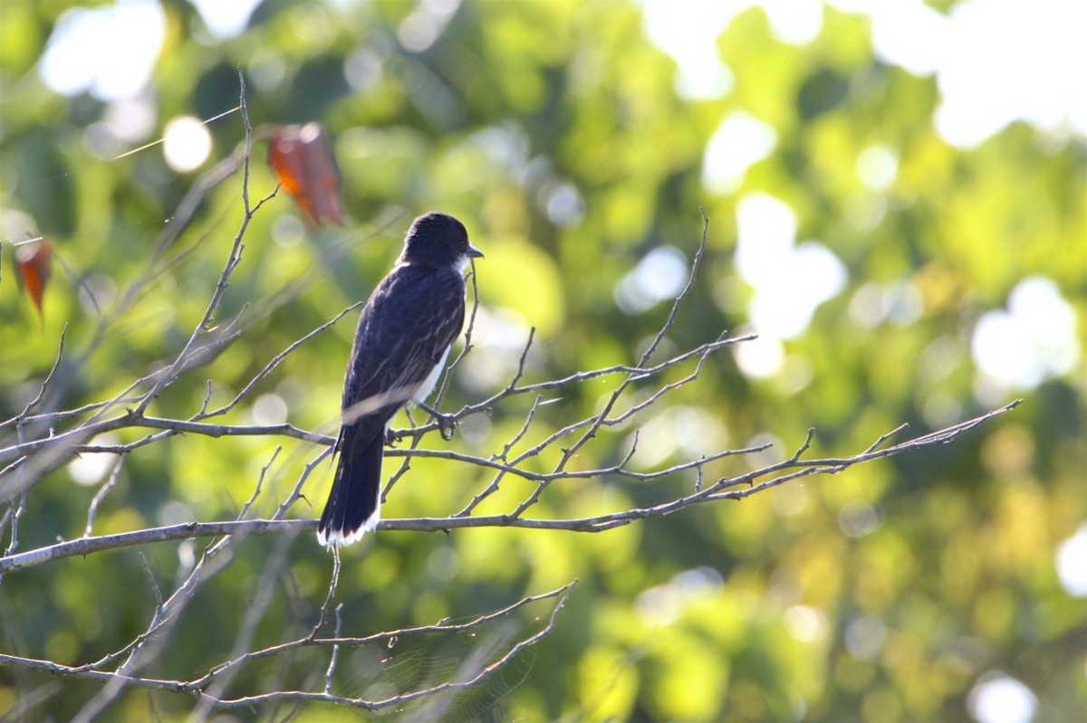 Eastern Kingbird - ML172217011