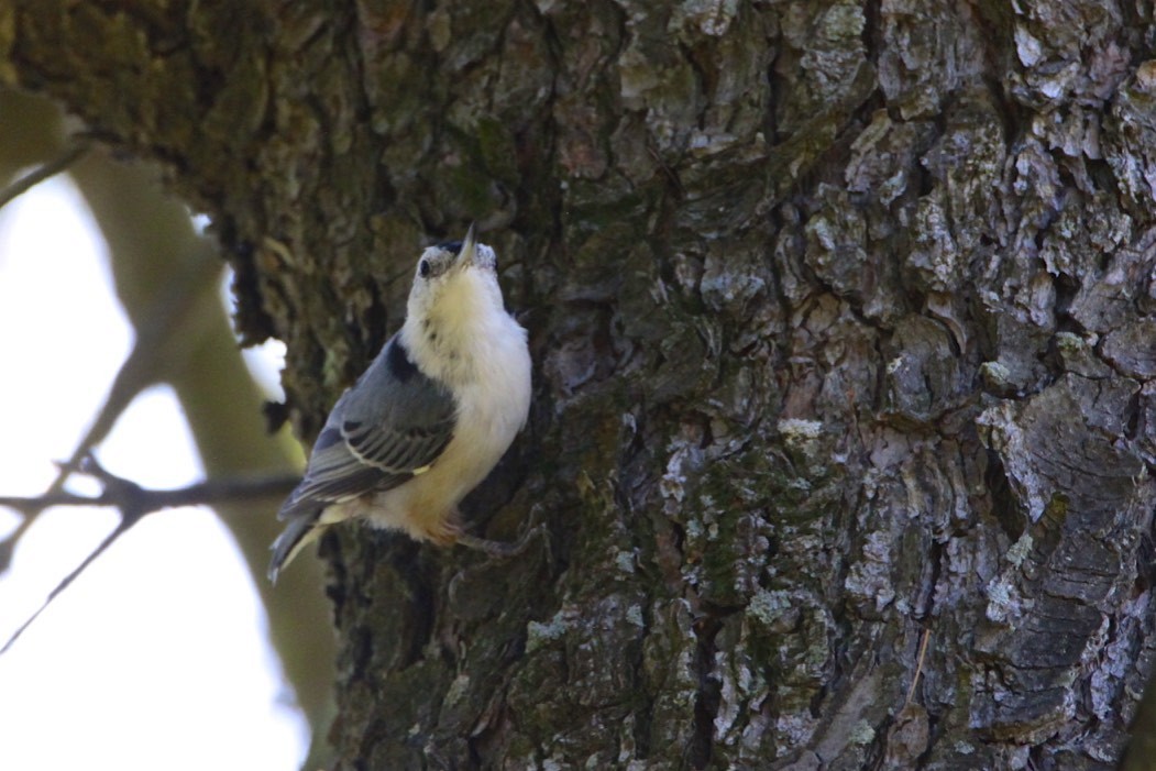 White-breasted Nuthatch - Vickie Baily