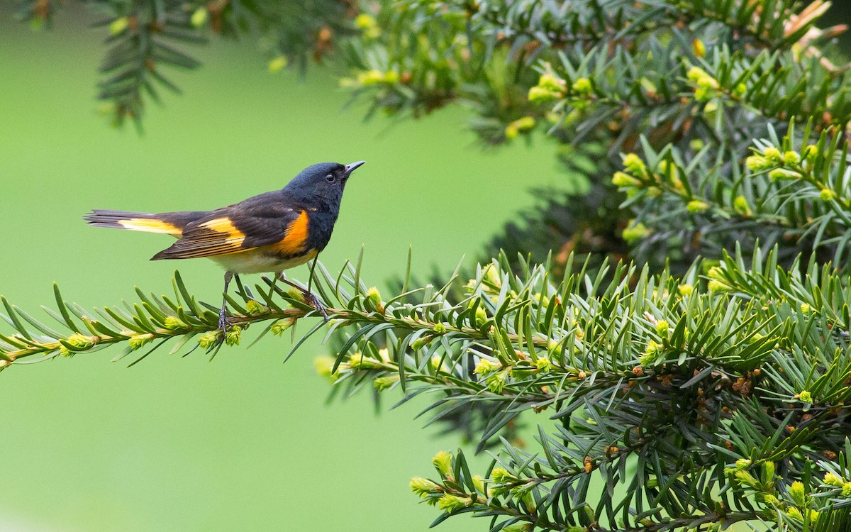 American Redstart - Doug Gochfeld