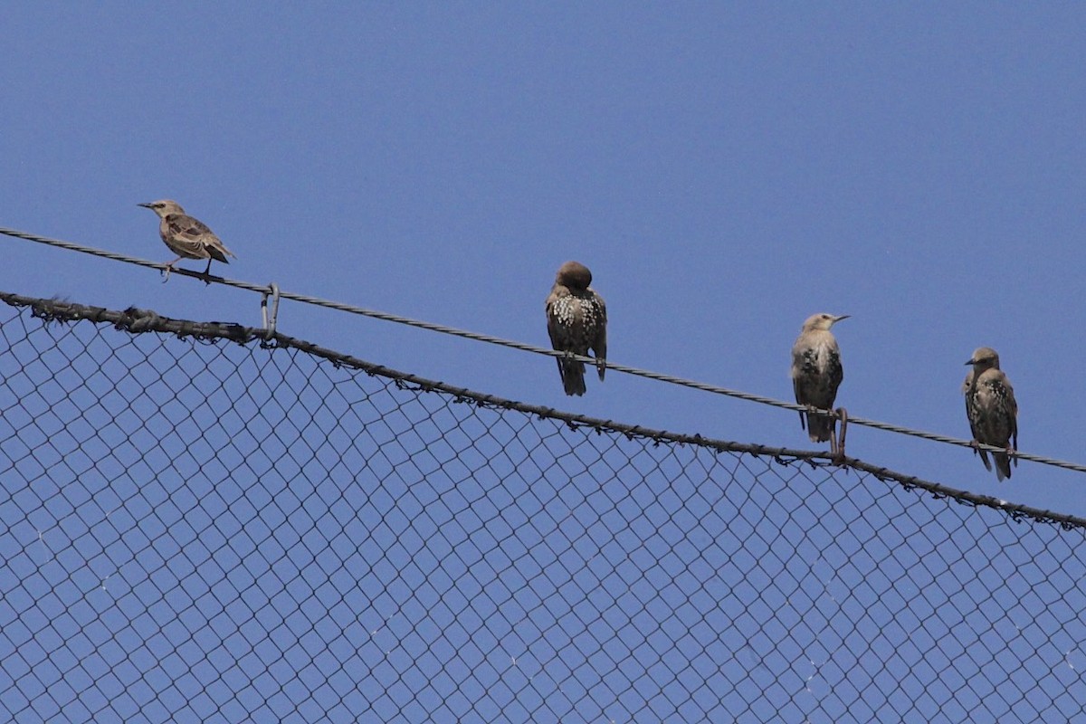 European Starling - ML172217341