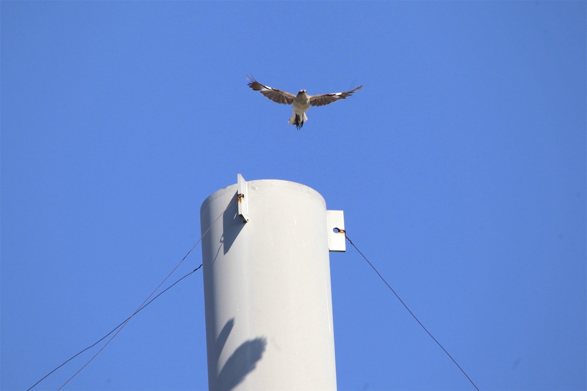 Northern Mockingbird - ML172217471