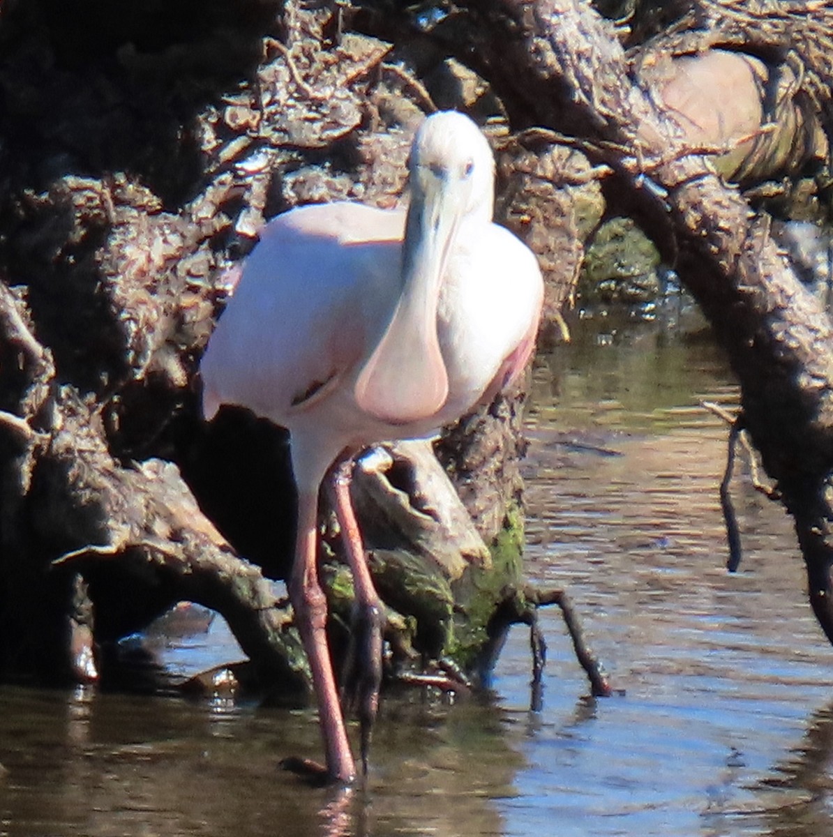 Roseate Spoonbill - Stephen Burk