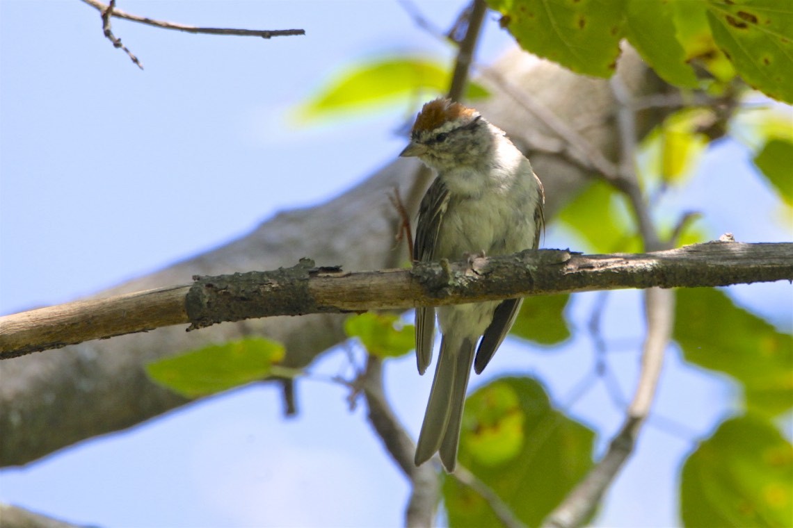 Chipping Sparrow - ML172217641