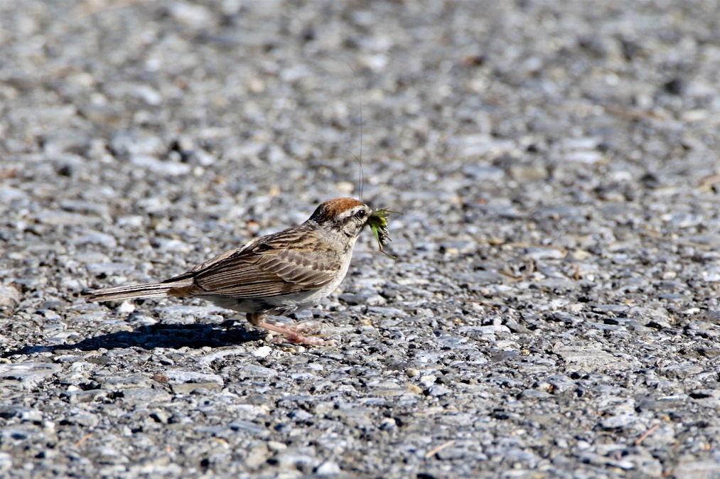 Chipping Sparrow - ML172217681