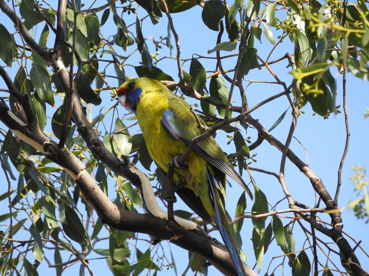 Green Rosella - ML172219111