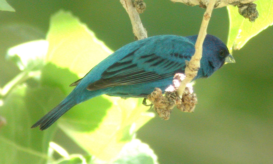 Indigo Bunting - ML172221021