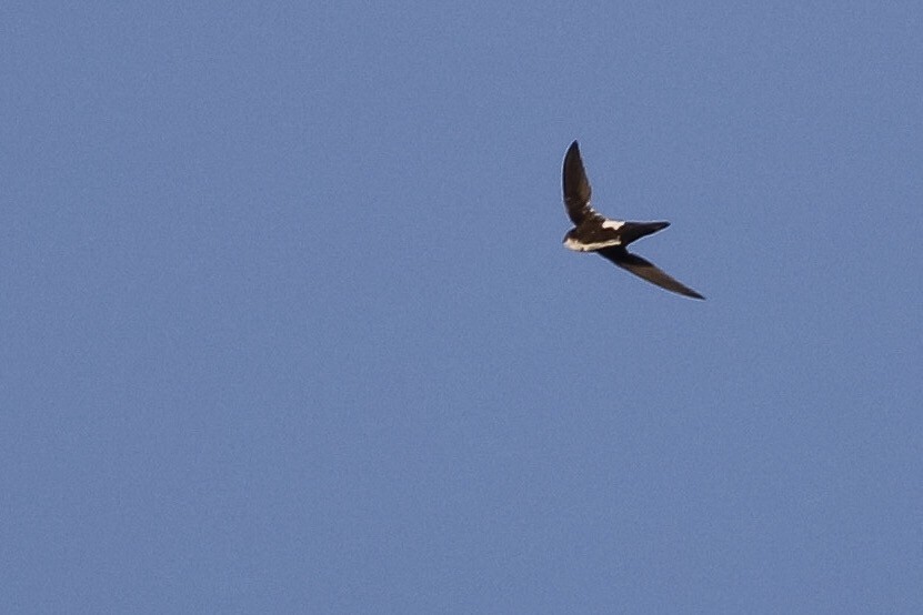 White-throated Swift - ML172221921