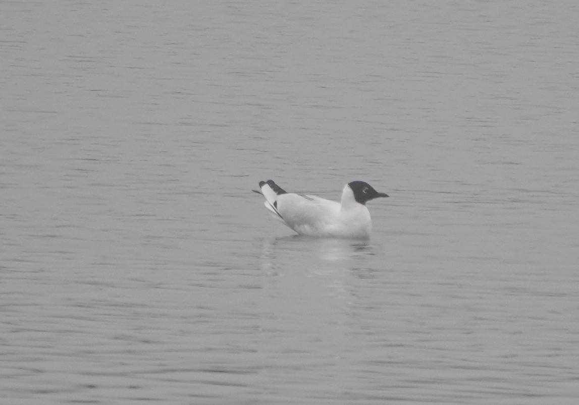 Andean Gull - ML172223171