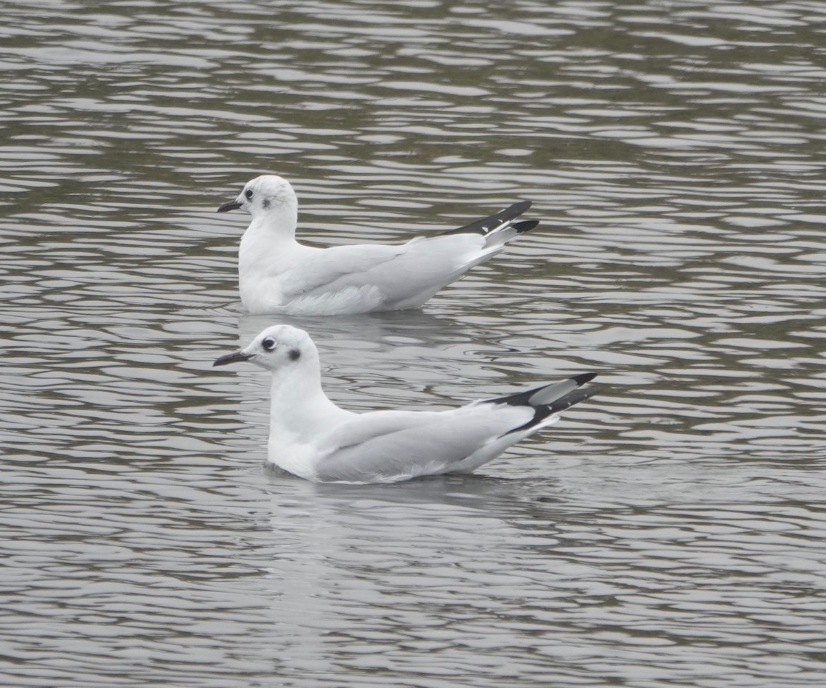 Andean Gull - Peter Gagarin