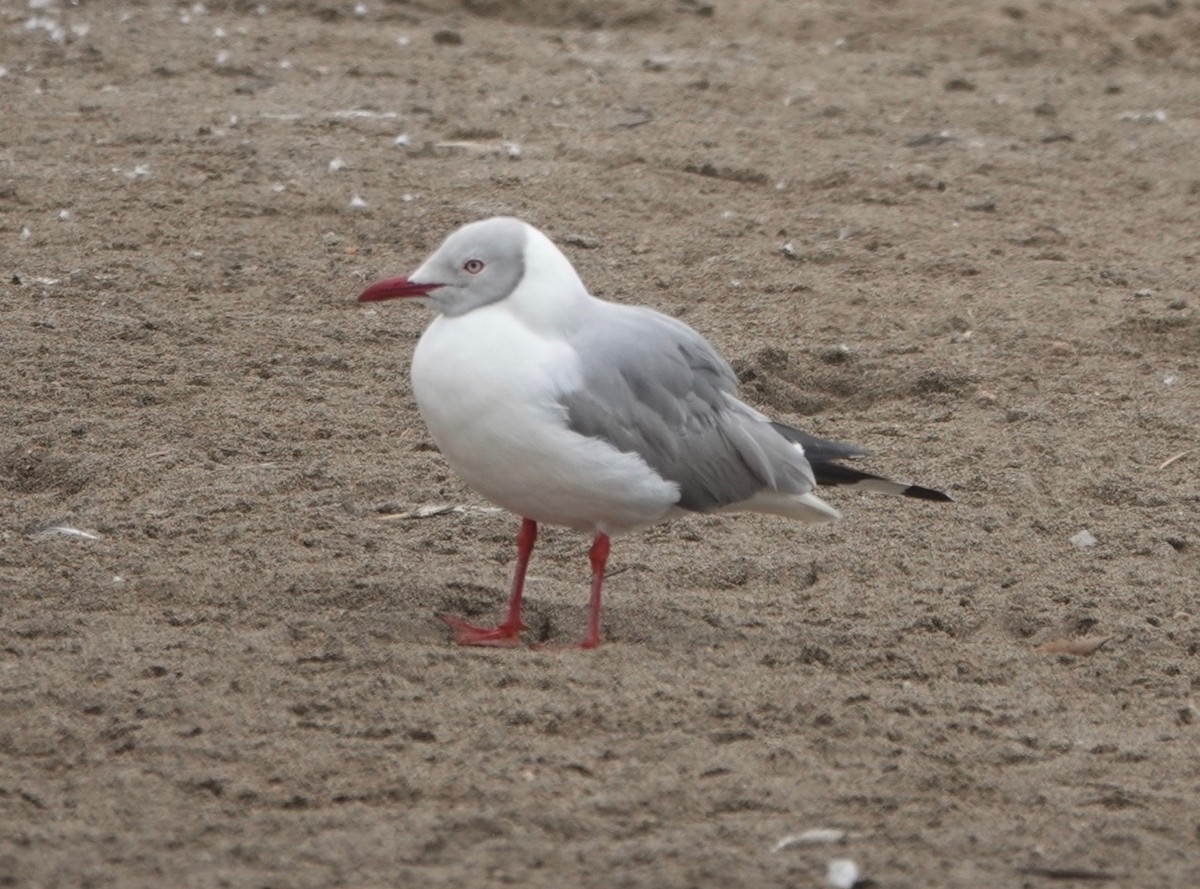 Mouette à tête grise - ML172223211