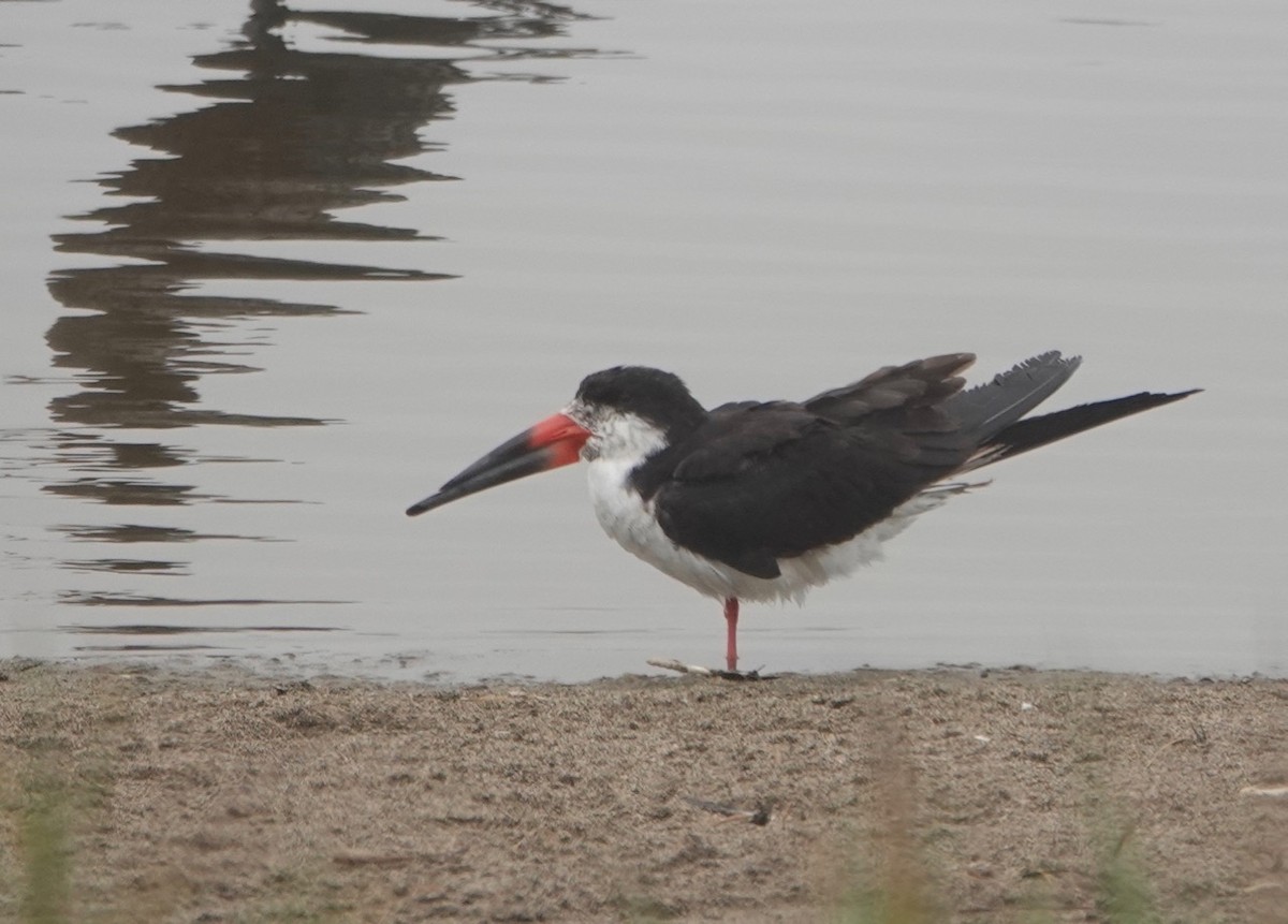 Водоріз американський - ML172223291