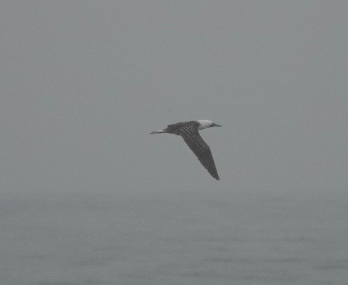 Peruvian Booby - ML172223401