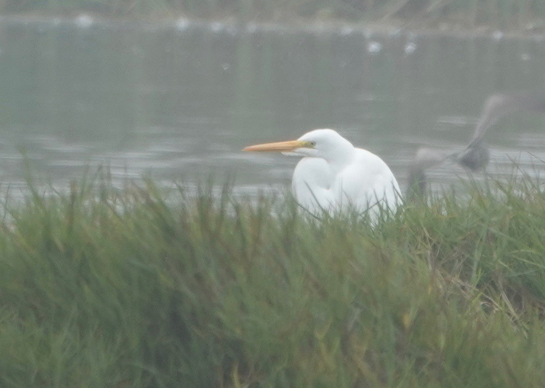 Great Egret - Peter Gagarin