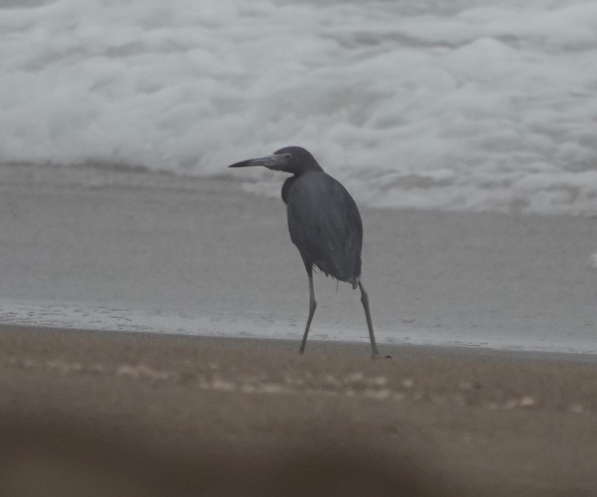 Little Blue Heron - ML172223601