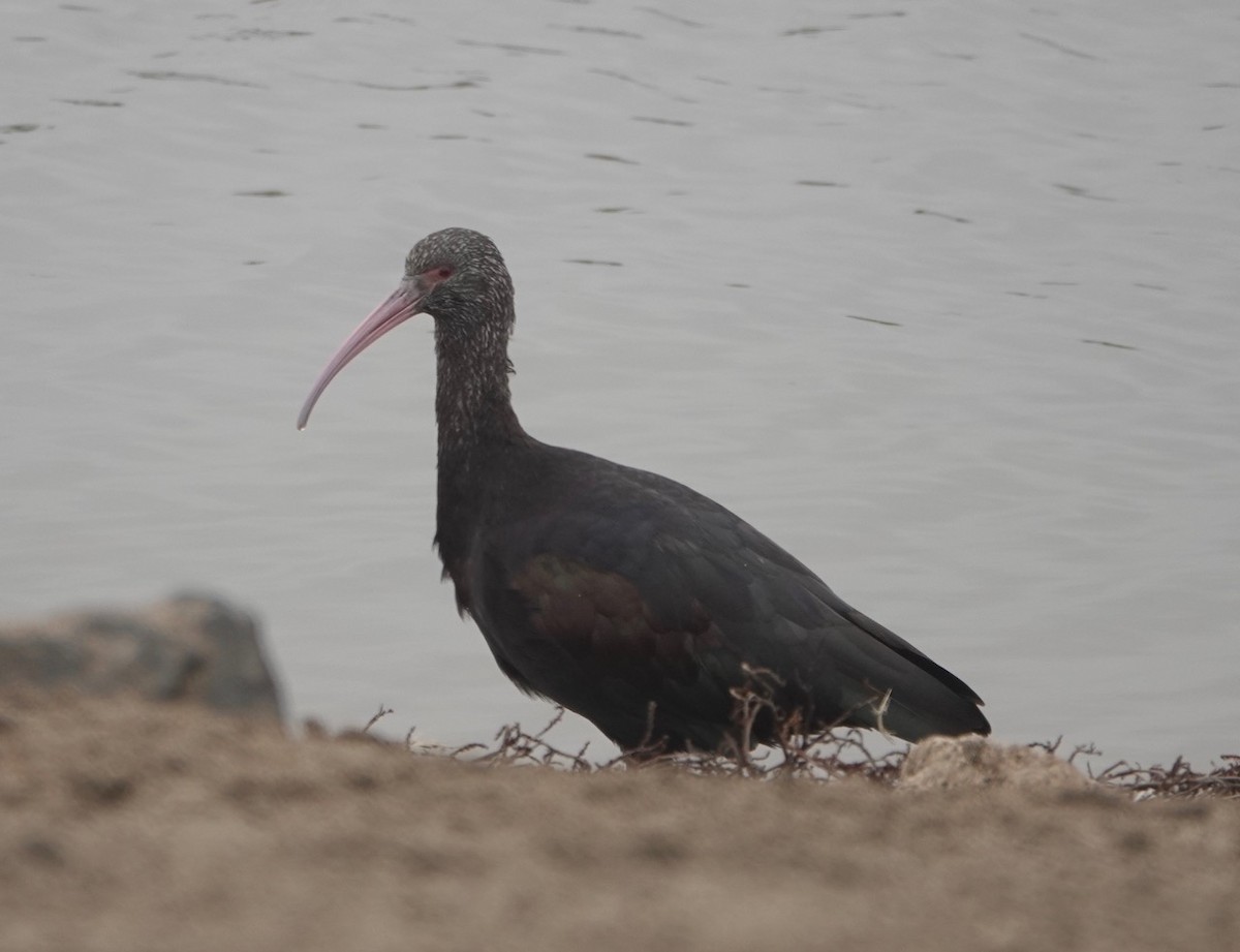 Puna Ibis - ML172223671