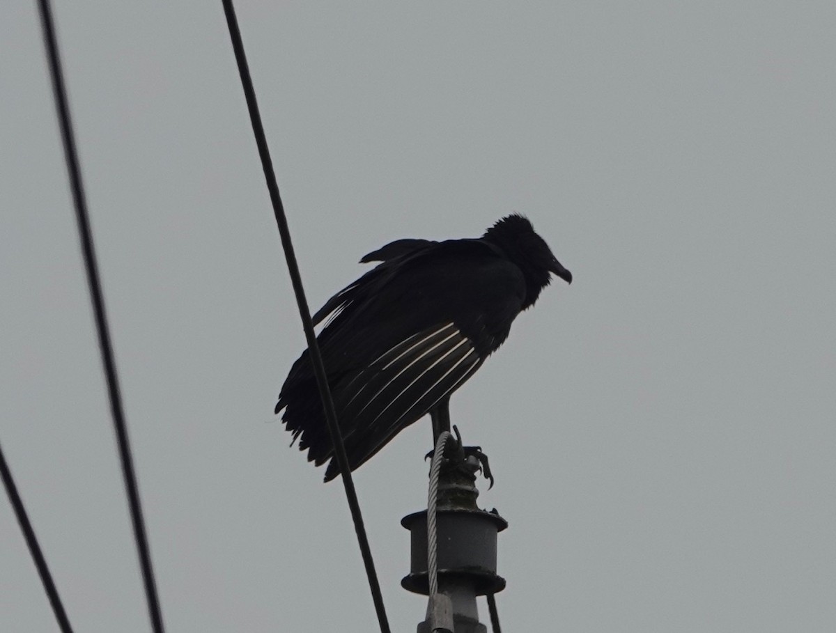 Black Vulture - ML172223711