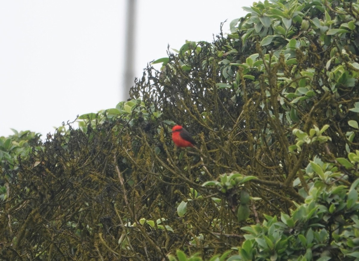 Vermilion Flycatcher - ML172223771