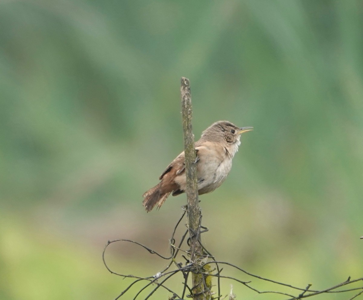 House Wren - ML172223871