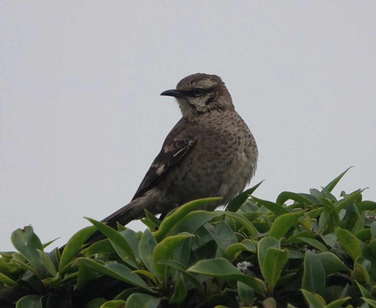 Long-tailed Mockingbird - Peter Gagarin