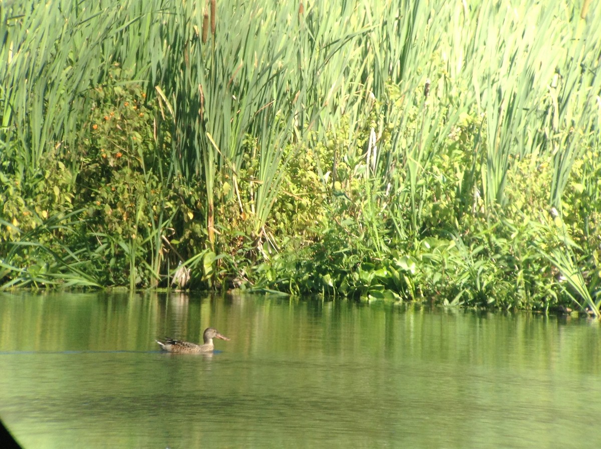 Northern Shoveler - ML172223911