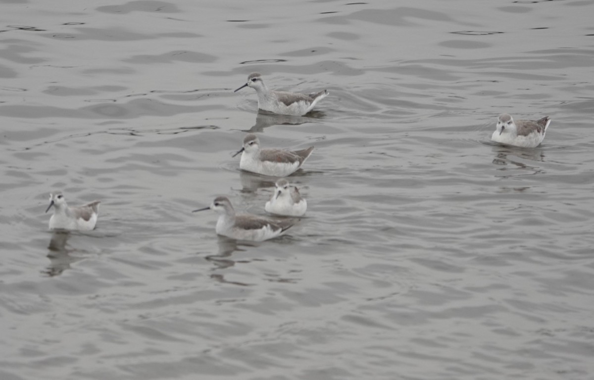 Phalarope de Wilson - ML172223951