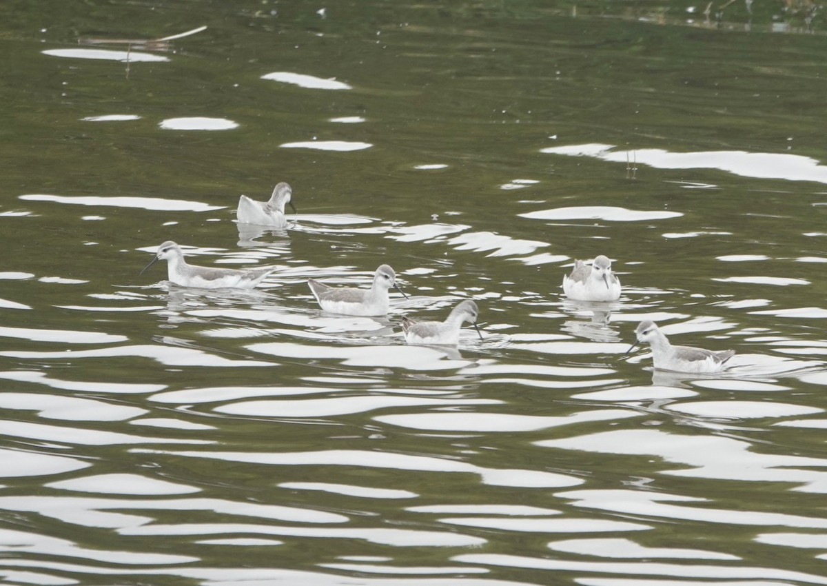 Phalarope de Wilson - ML172223961