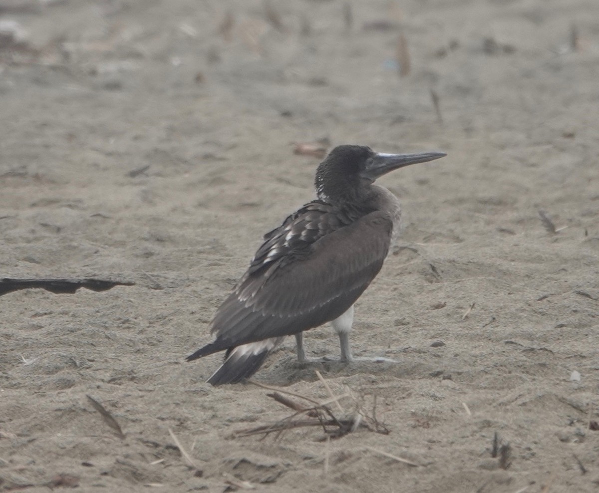 Blue-footed Booby - ML172224001