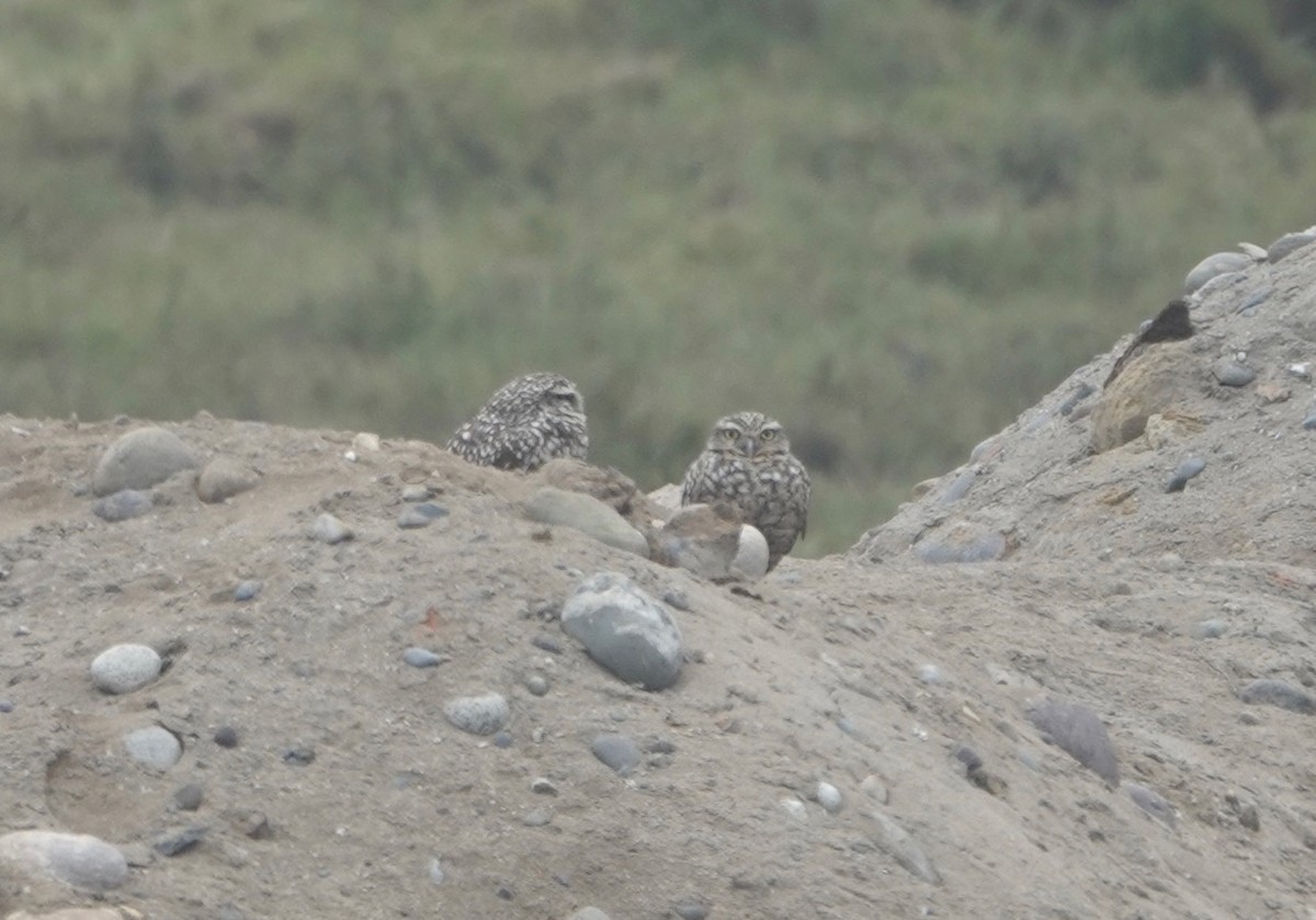 Burrowing Owl - ML172224031