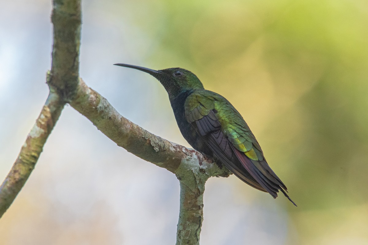 kolibřík hispaniolský - ML172224551