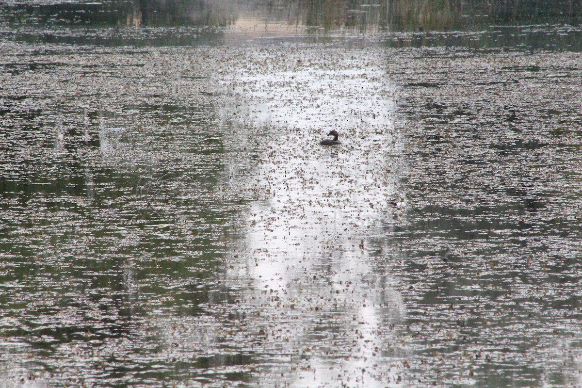 Pied-billed Grebe - ML172227121