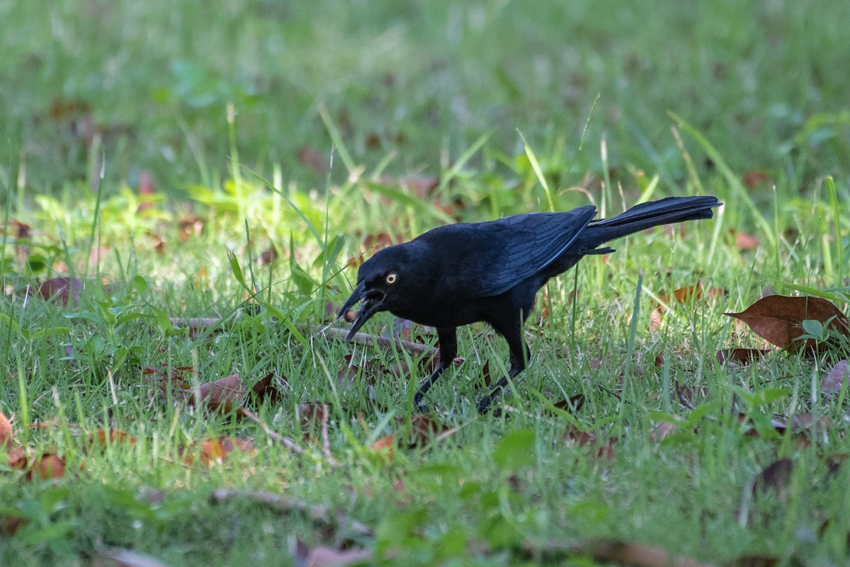 Greater Antillean Grackle - ML172227171