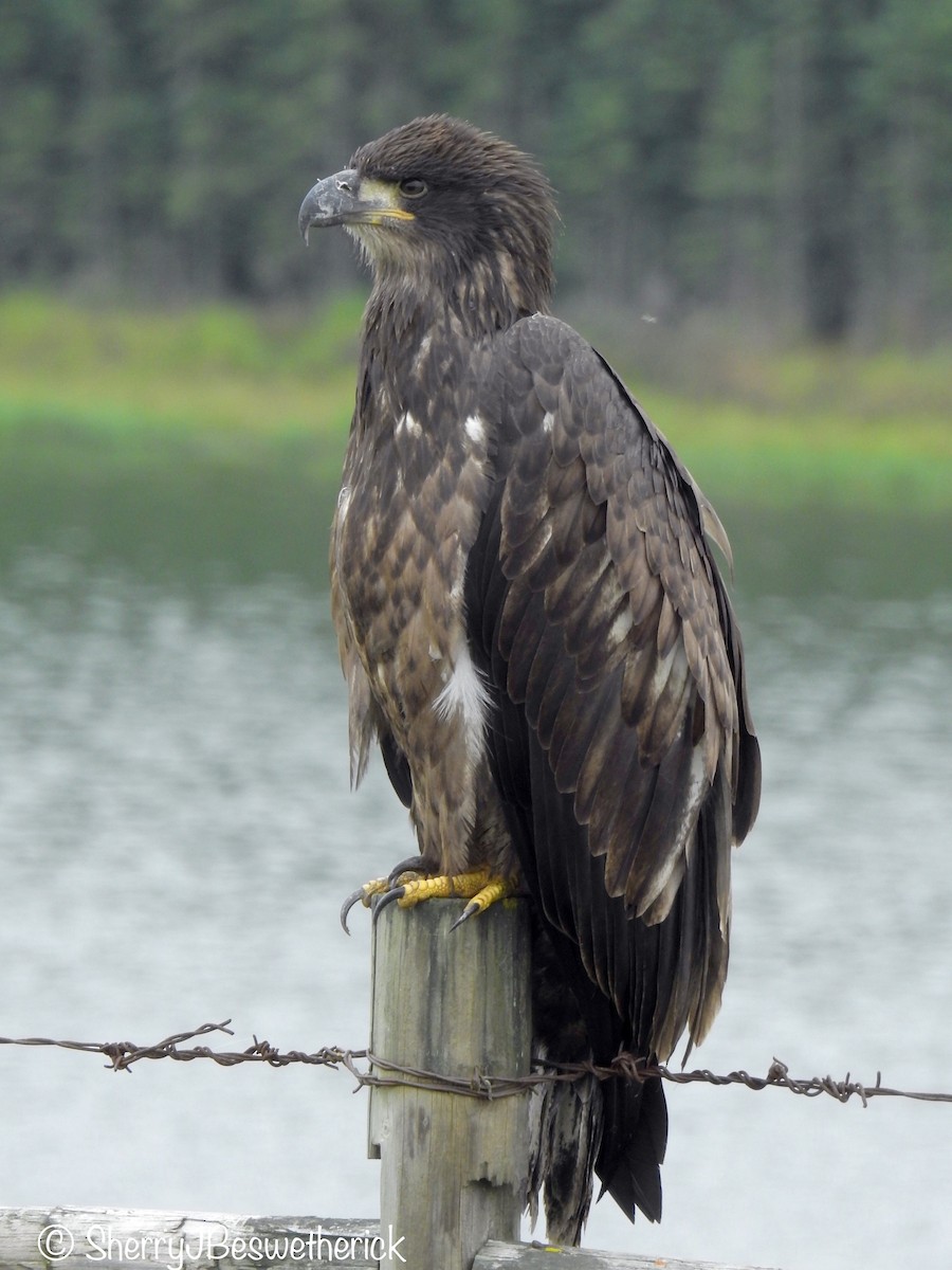 Bald Eagle - ML172228651