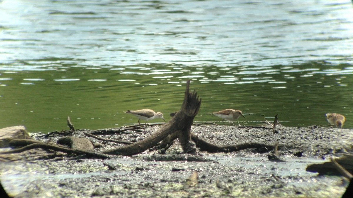 Least Sandpiper - Michel Renaud COHL