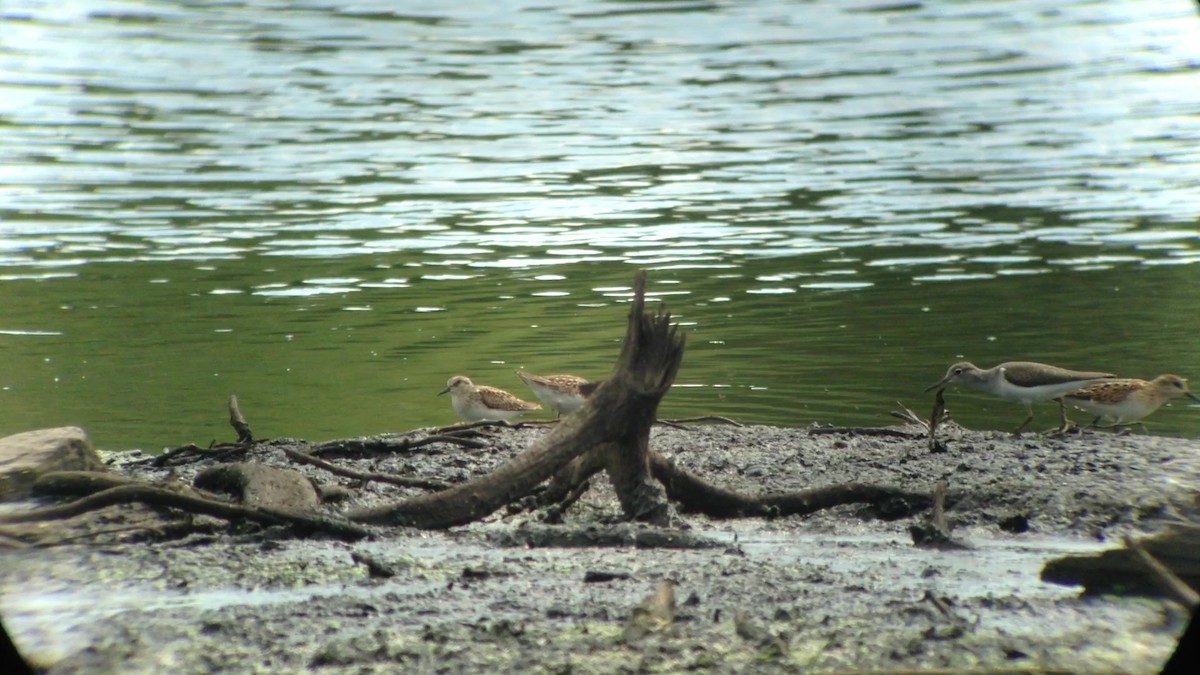 Least Sandpiper - Michel Renaud COHL