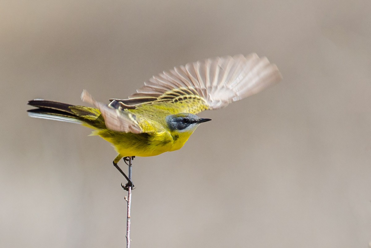 Western Yellow Wagtail (cinereocapilla) - Andy Butler