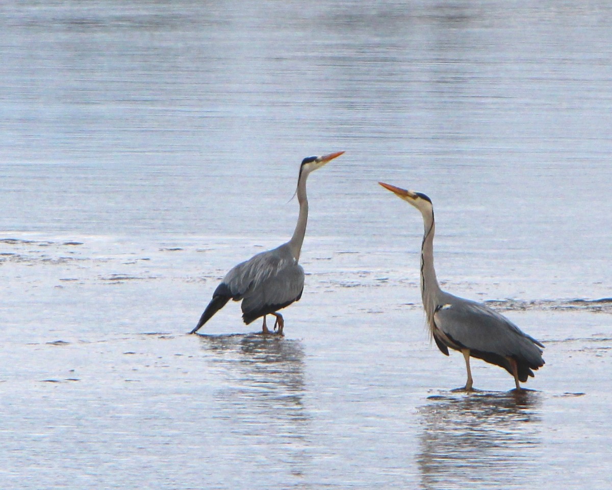 Gray Heron - ML172229731