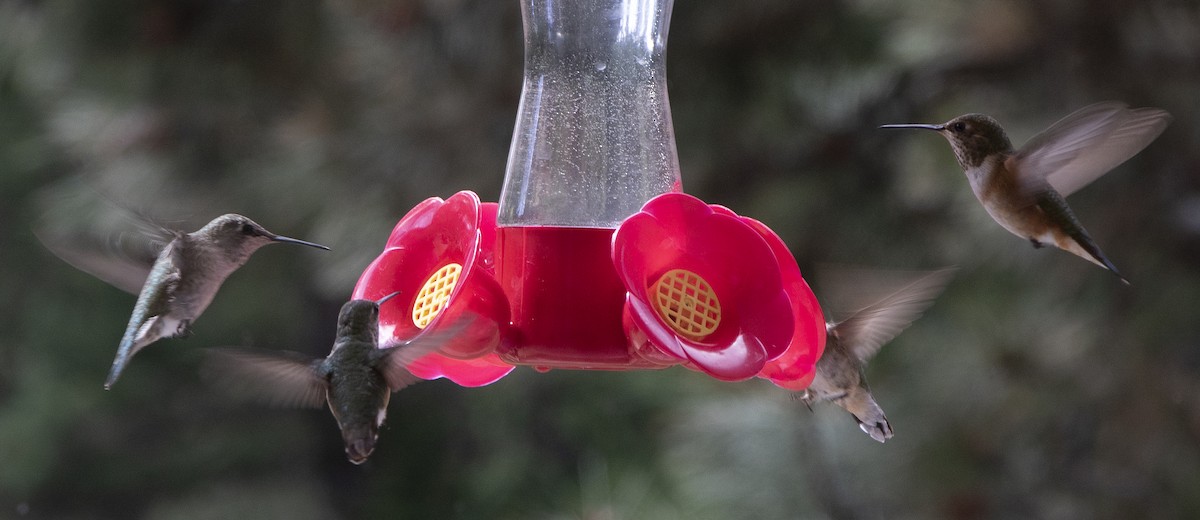 Anna's Hummingbird - Alan Burger