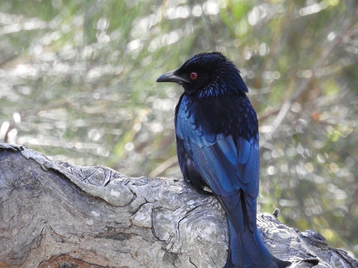 Spangled Drongo - ML172230841