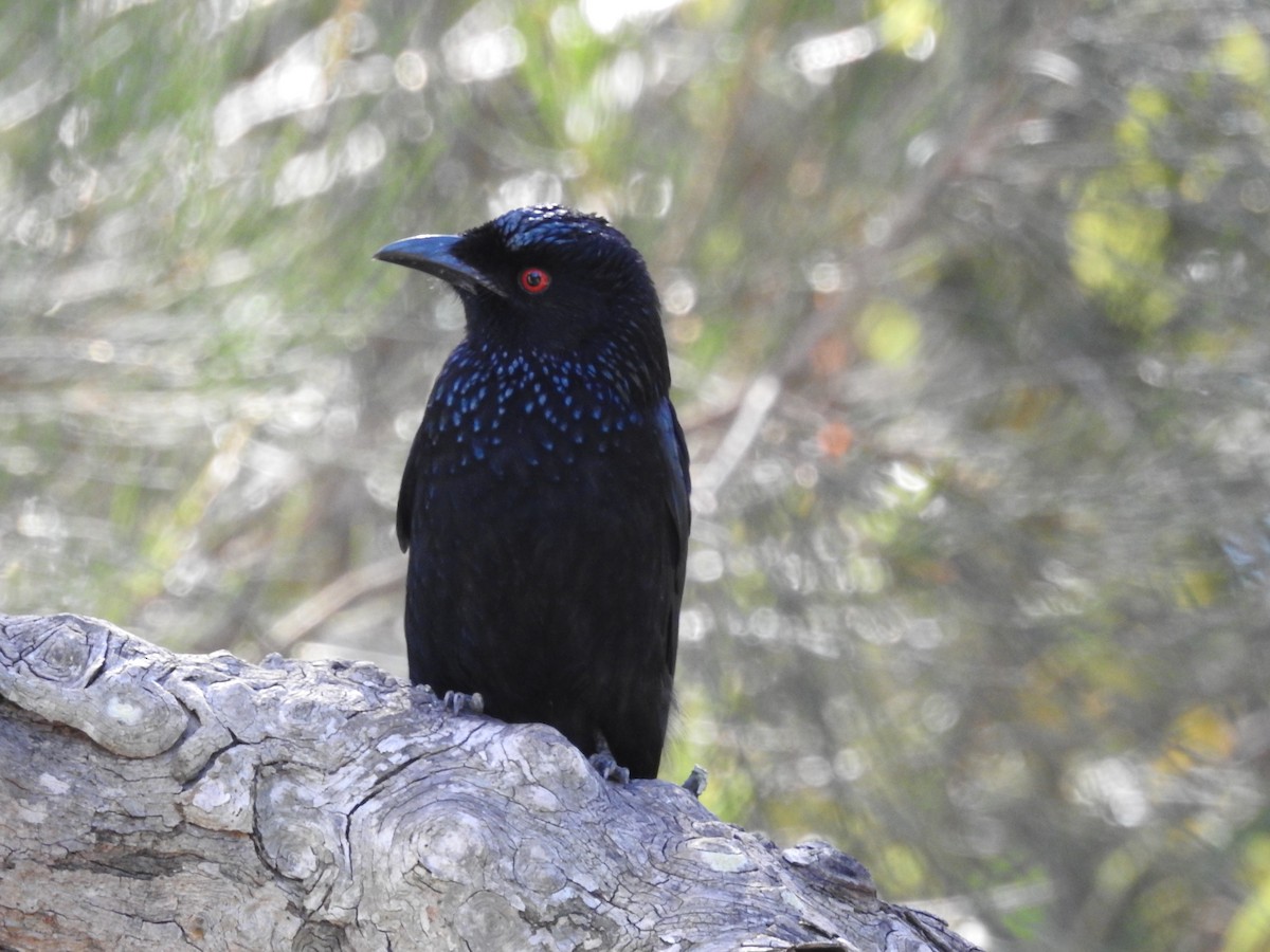Spangled Drongo - ML172230861