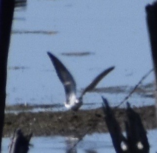 Black Tern - ML172232101