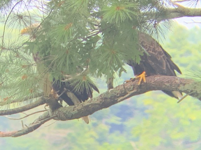 Bald Eagle - ML172232581