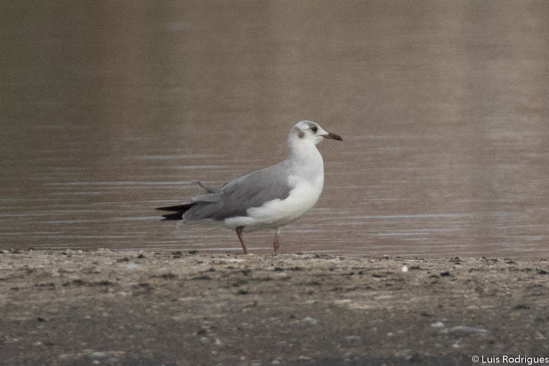 Gray-hooded Gull - ML172233111