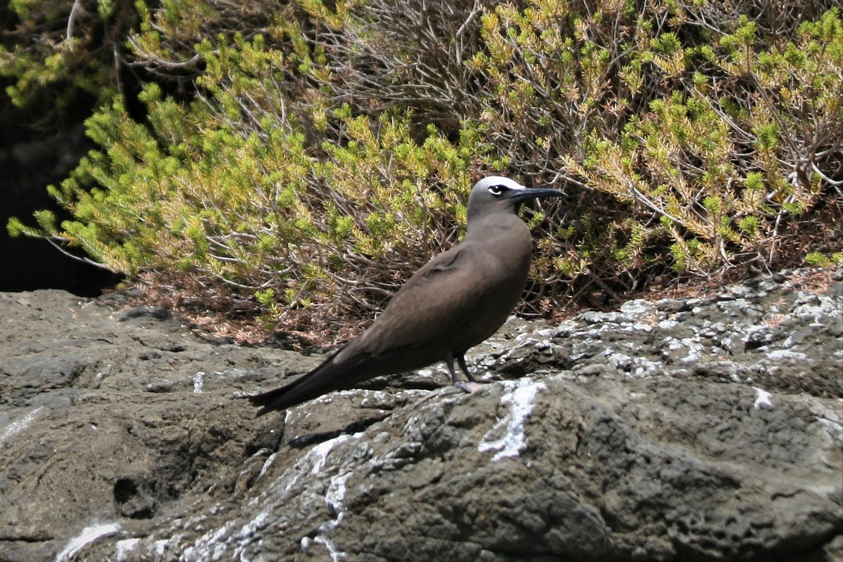 クロアジサシ - ML172233671