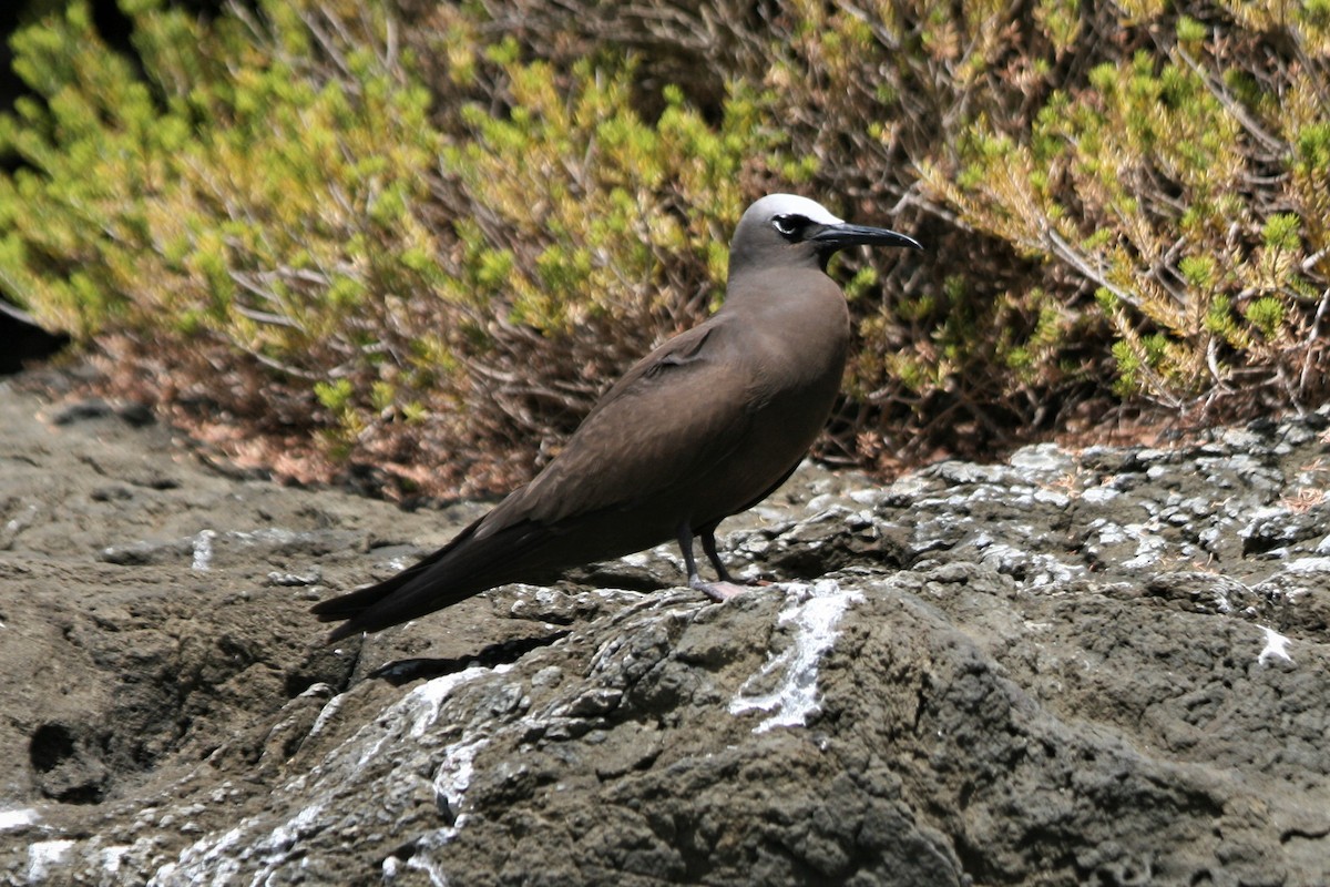 クロアジサシ - ML172233681