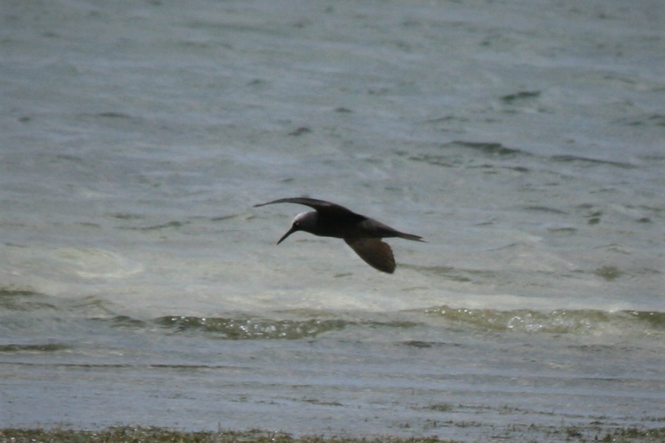 Black Noddy - ML172233701