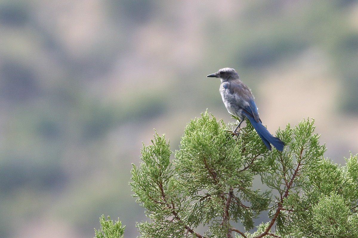 Woodhouse's Scrub-Jay - Max Nootbaar