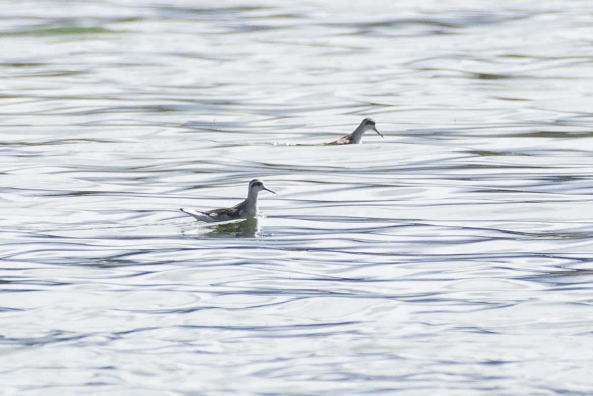 Red-necked Phalarope - ML172235921