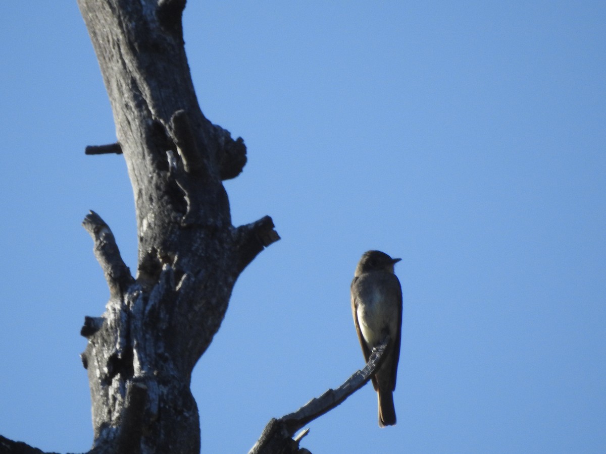 Western Wood-Pewee - ML172235951